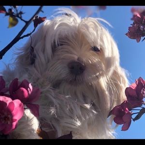 Meet your Posher, Ginger